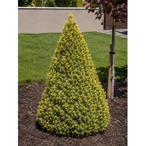 Smrek biely (Picea glauca) ´RAINBOW´S END´ – výška 10-20 cm, kont. C2L